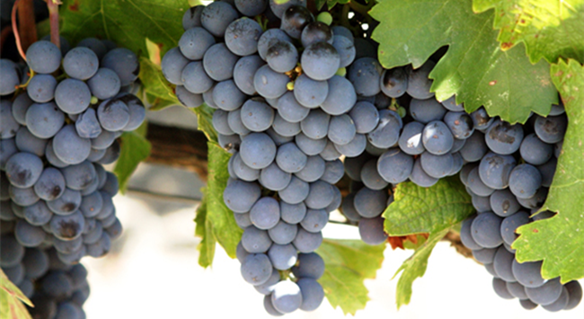 赤霞珠葡萄 赤霞珠葡萄