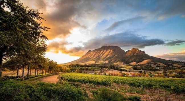 南非斯泰倫博斯_650 南非斯泰倫博斯_650