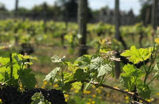 受霜凍影響波爾多葡萄酒產量將整體下降至少30%