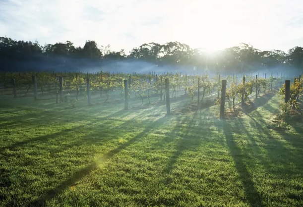 澳大利亞葡萄酒產區(qū)