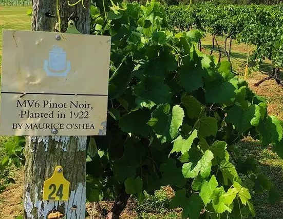 澳大利亞葡萄酒產區(qū)