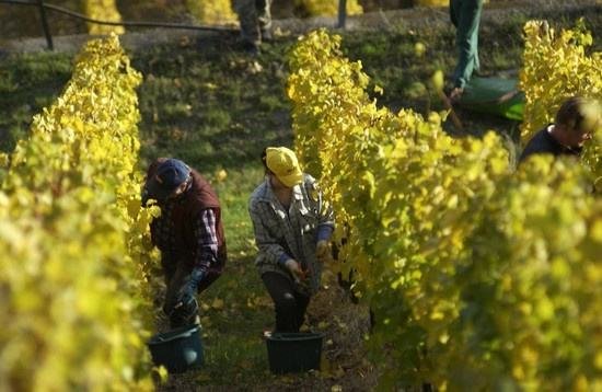 全球葡萄酒總產(chǎn)量下降8.2%,2018葡萄酒漲價(jià)已成定勢